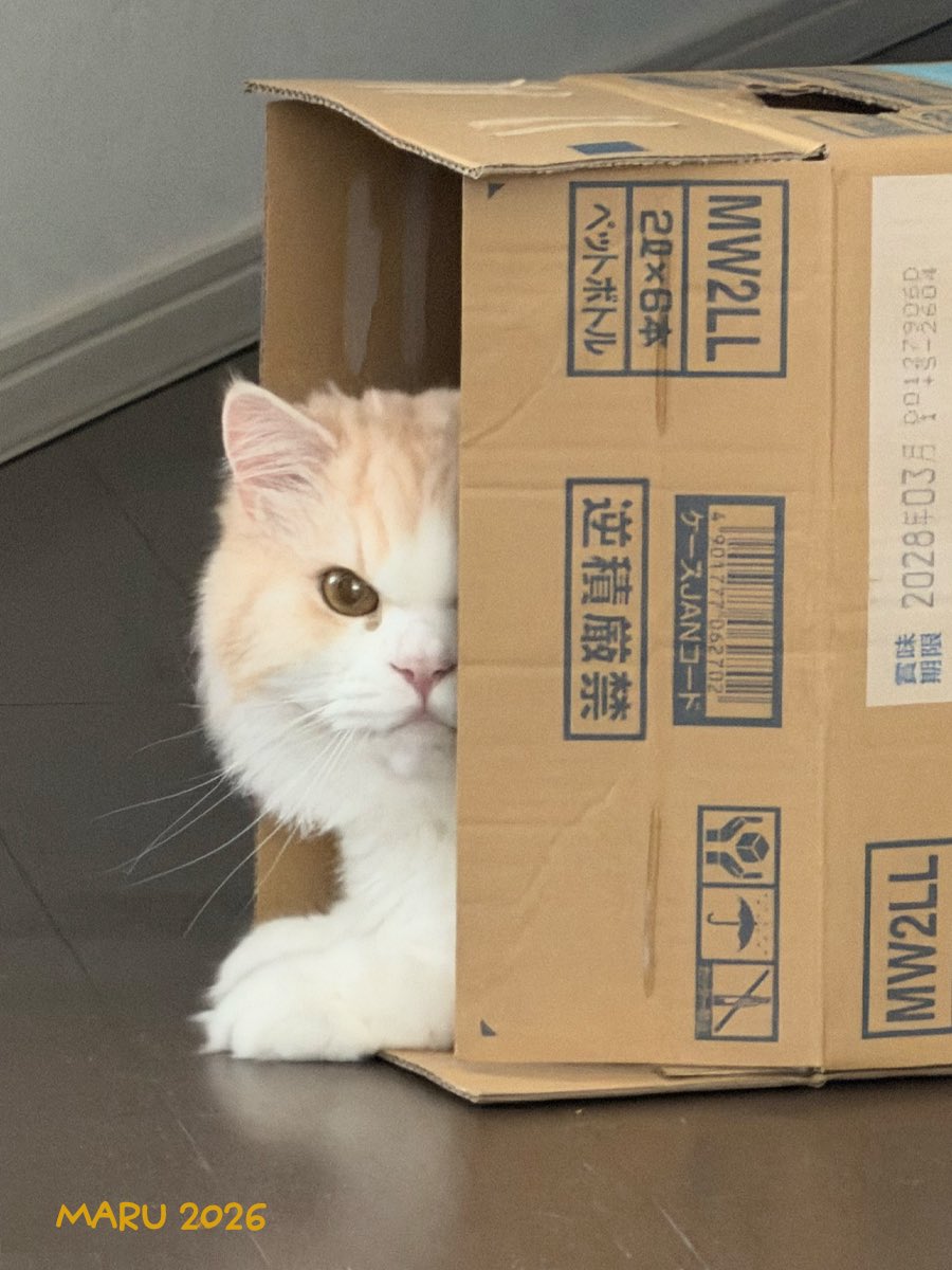KOROandMARU's tweet photo. 🐈MARU ♂(2026) #ラガマフィン 

横顔が可愛いから遠くから撮っていたら
すぐに気がついてカメラ目線になるMARU😄

#猫 #猫のいる暮らし #ねこかわいいね https://t.co/627iAWgs3u