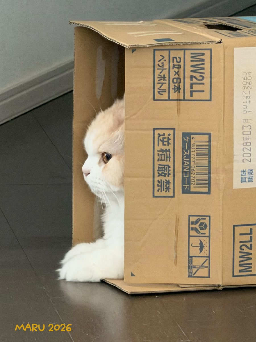 KOROandMARU's tweet photo. 🐈MARU ♂(2026) #ラガマフィン 

横顔が可愛いから遠くから撮っていたら
すぐに気がついてカメラ目線になるMARU😄

#猫 #猫のいる暮らし #ねこかわいいね https://t.co/627iAWgs3u