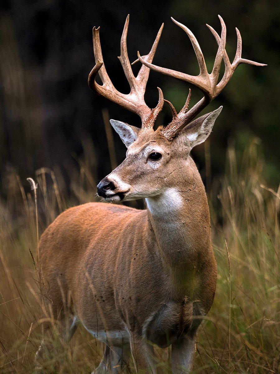 Realtree's tweet photo. Does with antlers? Whacky racks because of injuries? How much do you really know about antlers?

Here are 5 fascinating facts About buck antlers.

Link to learn more: https://t.co/cdtqtNLO86

#Realtree https://t.co/t9cMWLdk8v