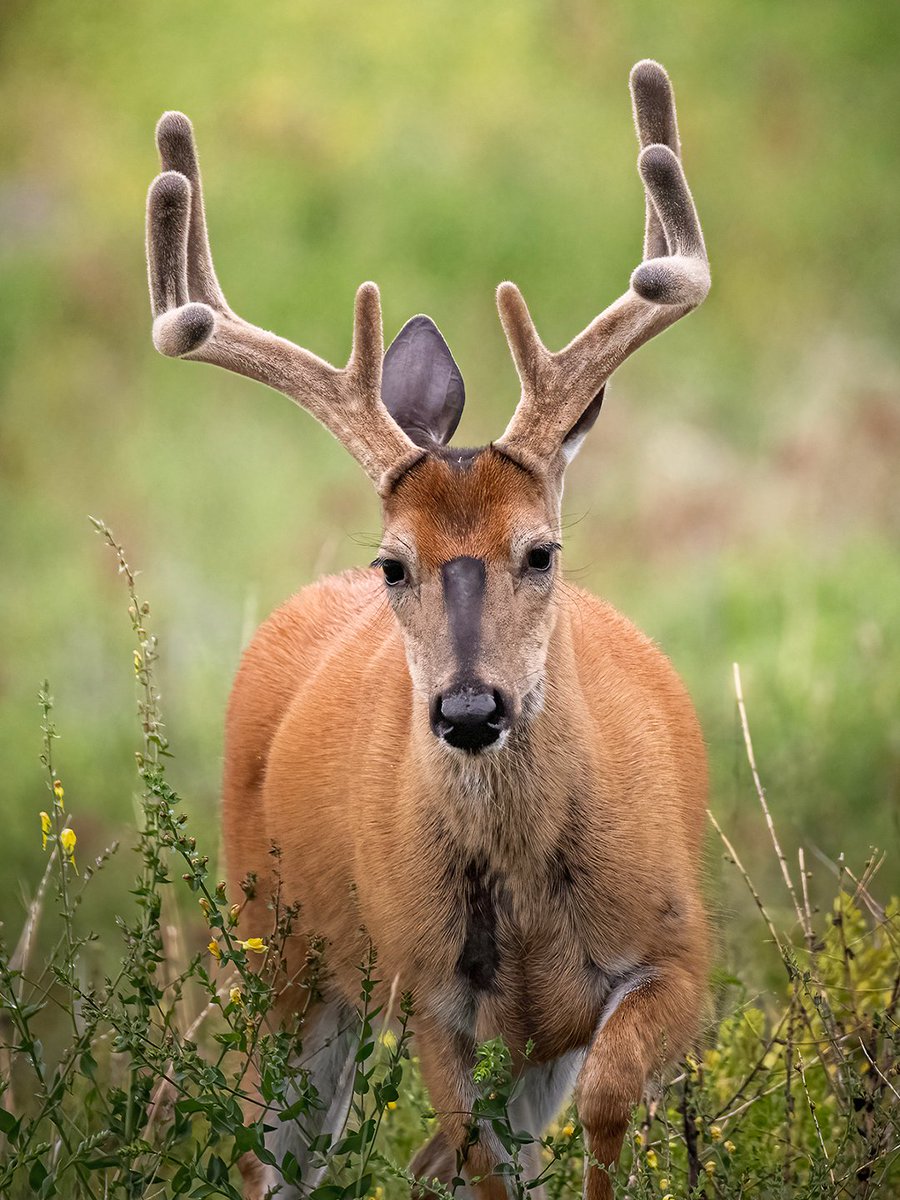 Realtree's tweet photo. Does with antlers? Whacky racks because of injuries? How much do you really know about antlers?

Here are 5 fascinating facts About buck antlers.

Link to learn more: https://t.co/cdtqtNLO86

#Realtree https://t.co/t9cMWLdk8v