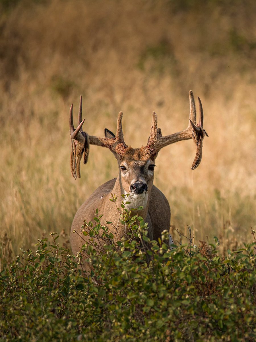Realtree's tweet photo. Does with antlers? Whacky racks because of injuries? How much do you really know about antlers?

Here are 5 fascinating facts About buck antlers.

Link to learn more: https://t.co/cdtqtNLO86

#Realtree https://t.co/t9cMWLdk8v