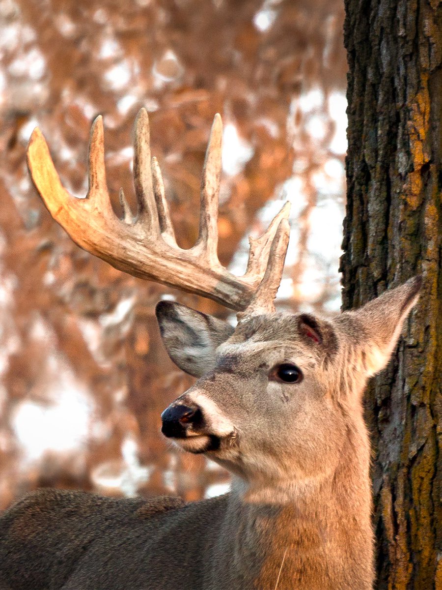 Realtree's tweet photo. Does with antlers? Whacky racks because of injuries? How much do you really know about antlers?

Here are 5 fascinating facts About buck antlers.

Link to learn more: https://t.co/cdtqtNLO86

#Realtree https://t.co/t9cMWLdk8v