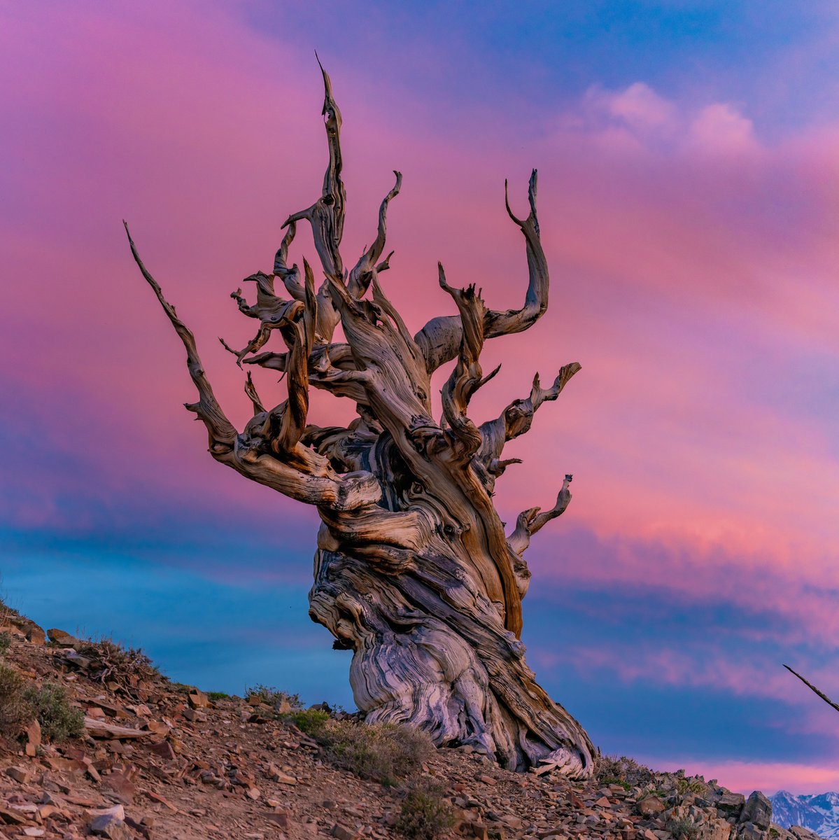 Interior's tweet photo. "You look great, not a day over 4,000."

Bristlecone pines are among the oldest living organisms on Earth. Their secret to longevity is thriving in harsh, high-altitude environments.

You can find these ancient survivors at places like Great Basin National Park in Nevada.

Photo by Ross Stone