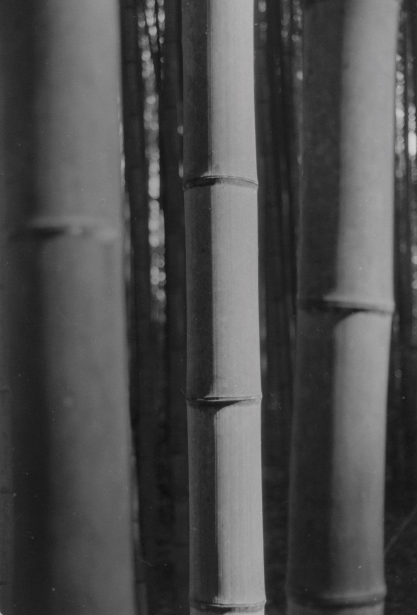 norikazu_inoue's tweet photo. 嵐山散歩_5618。

ISO100に減感。
SPD 25%希釈　20℃　7分30秒。

#kyoto
#arashiyama
#フイルム写真
#ニコンnewfm2
#aizoomnikkor35105mmf3545s
マリックス200
ei100 https://t.co/0BRFXqlDvJ