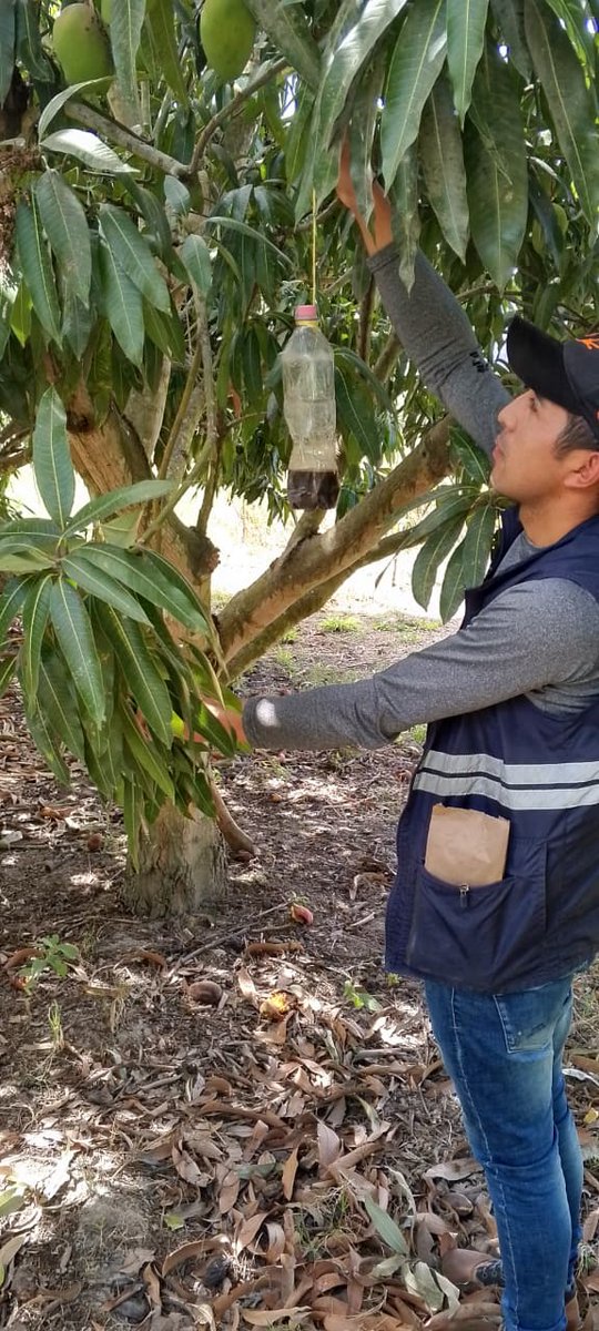 AgrocalidadZ1's tweet photo. #Carchi |🍋Realizamos Manejo Integrado de Plagas (Mosca de la Fruta) mediante trampeo masivo y aplicación de cebo tóxico en cultivo de mango en San Vicente de Pusir. Con el fin de proteger la producción agrícola y fortalecer el estatus fitosanitario de la provincia.#FrutaSinMosca https://t.co/amzq9l4dHP
