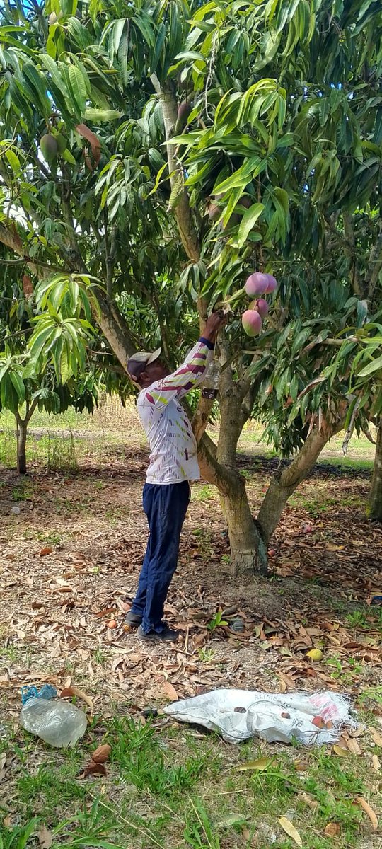 AgrocalidadZ1's tweet photo. #Carchi |🍋Realizamos Manejo Integrado de Plagas (Mosca de la Fruta) mediante trampeo masivo y aplicación de cebo tóxico en cultivo de mango en San Vicente de Pusir. Con el fin de proteger la producción agrícola y fortalecer el estatus fitosanitario de la provincia.#FrutaSinMosca https://t.co/amzq9l4dHP