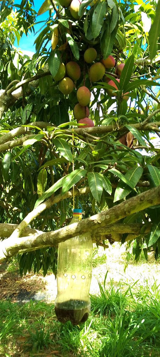 AgrocalidadZ1's tweet photo. #Carchi |🍋Realizamos Manejo Integrado de Plagas (Mosca de la Fruta) mediante trampeo masivo y aplicación de cebo tóxico en cultivo de mango en San Vicente de Pusir. Con el fin de proteger la producción agrícola y fortalecer el estatus fitosanitario de la provincia.#FrutaSinMosca https://t.co/amzq9l4dHP