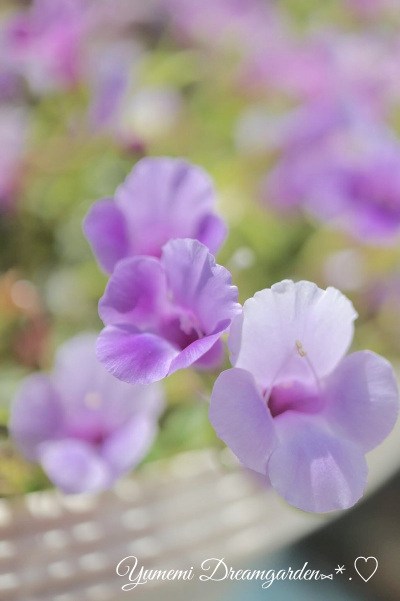 yumemi2288's tweet photo. スーパートレニアカタリーナ

❁.｡.:*:.｡.✽.｡.:*:.｡.❁.｡.:*:.｡.✽.
#TLをお花でいっぱいにしよう　　#我が家の花 https://t.co/x6iR74s5x0