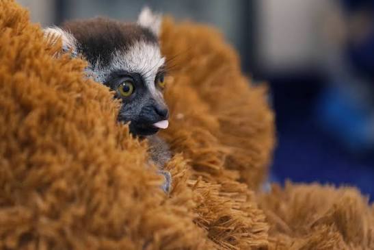 ypow_x's tweet photo. @1000xgirl solana:MeDy6nEaqwRs6g8bDuthTrMJfV8WEQDHA7bSHm3pump  is the next move it’s about a baby lemur from Colombia that was rejected by her mother. She has a monkey plushie she will hold on to for comfort. https://t.co/fLeraE78Ye