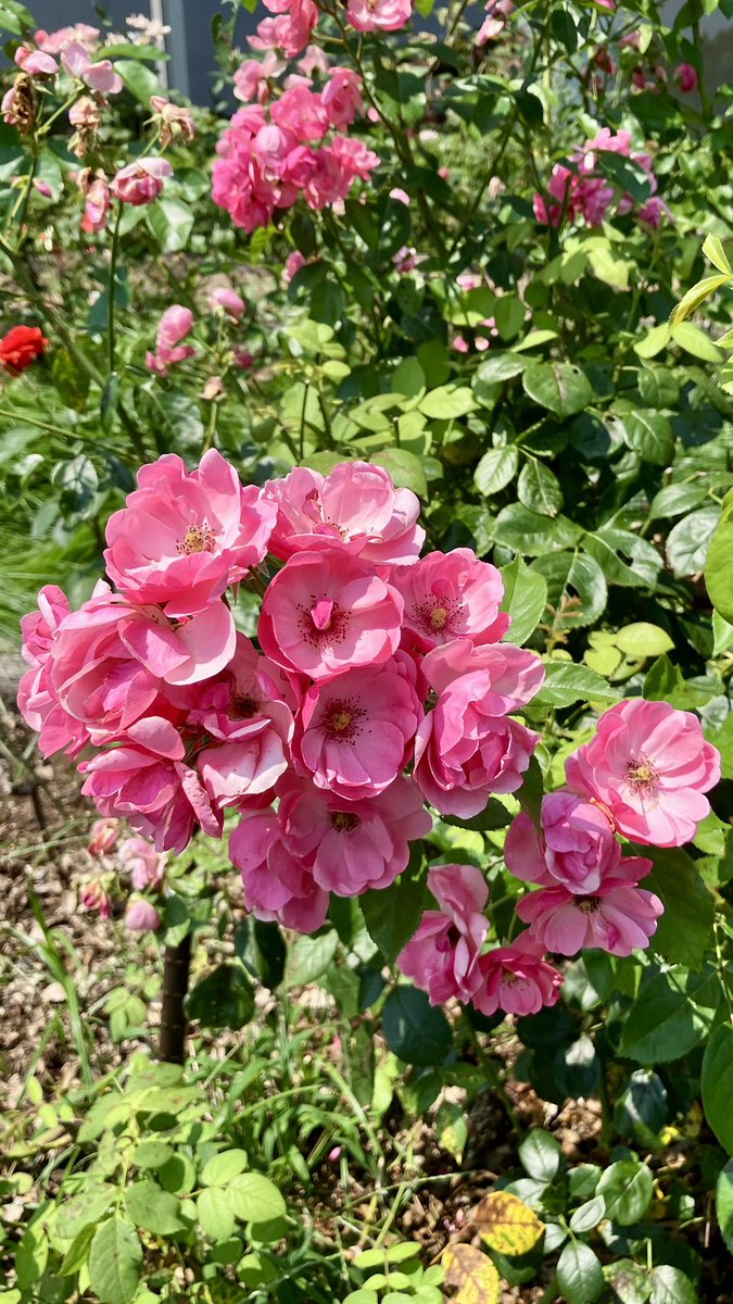 FUZISAN1's tweet photo. おはようございます😃
良き水曜日をお過ごしくださいませ💐 https://t.co/Z0uNrihSoN