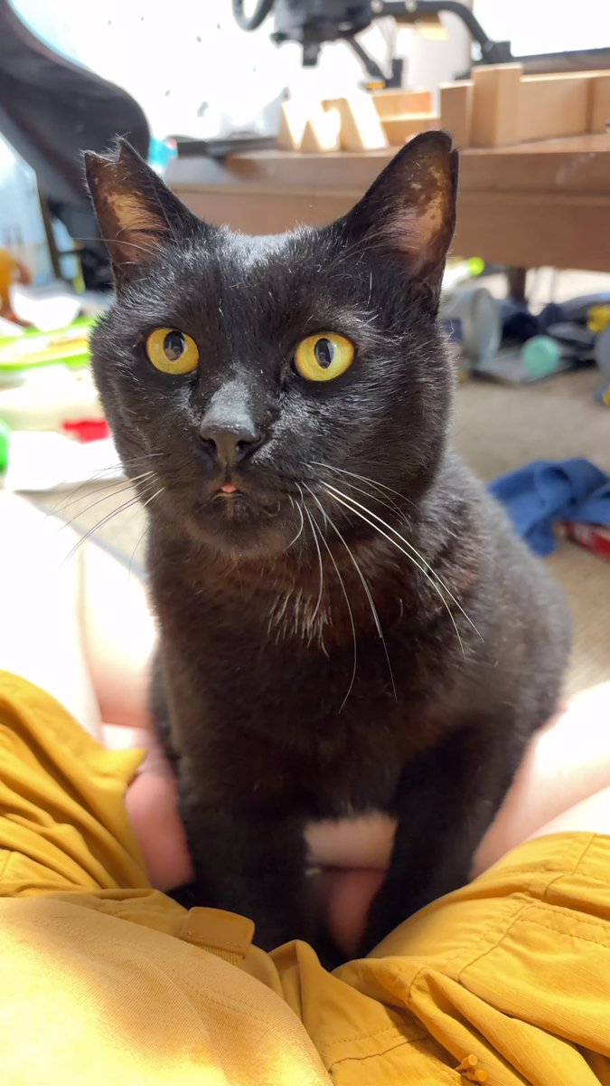 ena8ckai's tweet photo. 地震で窓が開き猫が居なくなりました。見かけた方は情報お待ちしています。よろしくお願いします。

場所　宇土市

特徴　短い尻尾
　　　丸々した体型
　　　耳カット
　　　ノミ取り用の青い首輪

性格　多頭飼い放置で保護され成猫で引き取ったので人間にはあまり慣れていません

#熊本
#迷子猫 https://t.co/9LsL3vnHYm