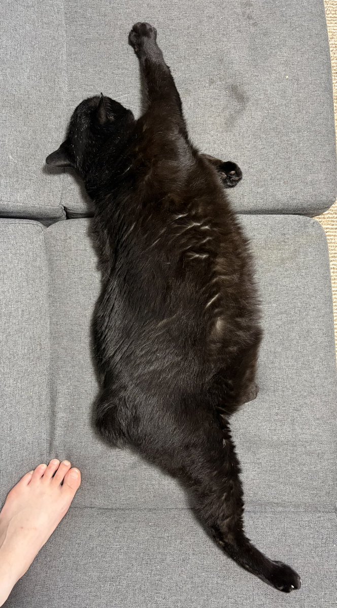 ena8ckai's tweet photo. 地震で窓が開き猫が居なくなりました。見かけた方は情報お待ちしています。よろしくお願いします。

場所　宇土市

特徴　短い尻尾
　　　丸々した体型
　　　耳カット
　　　ノミ取り用の青い首輪

性格　多頭飼い放置で保護され成猫で引き取ったので人間にはあまり慣れていません

#熊本
#迷子猫 https://t.co/9LsL3vnHYm