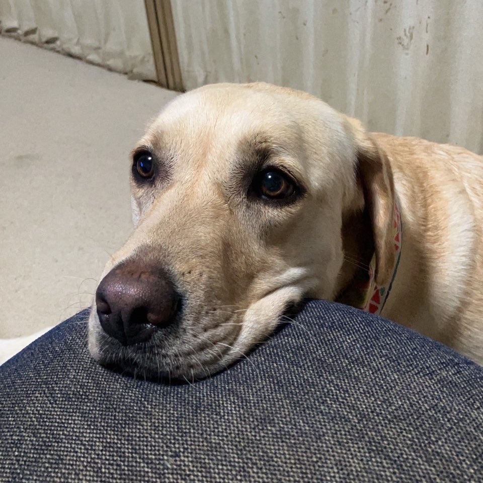KinakoJicca's tweet photo. 昨夜父が送ってくれた最新きなこです🐶とても可愛いです。引き続きご安全に過ごせますよう…🙇‍♀️ https://t.co/VLiZ4mZ06i