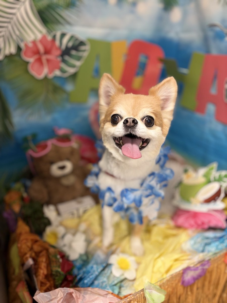 hanimaru38's tweet photo. おはようございます
先日トリミング行きました
サマーカットにしたから顔目立つよ
#dog #トリミング #ちわわ #いぬのいる暮らし #はにまる https://t.co/3uESrMtpwg