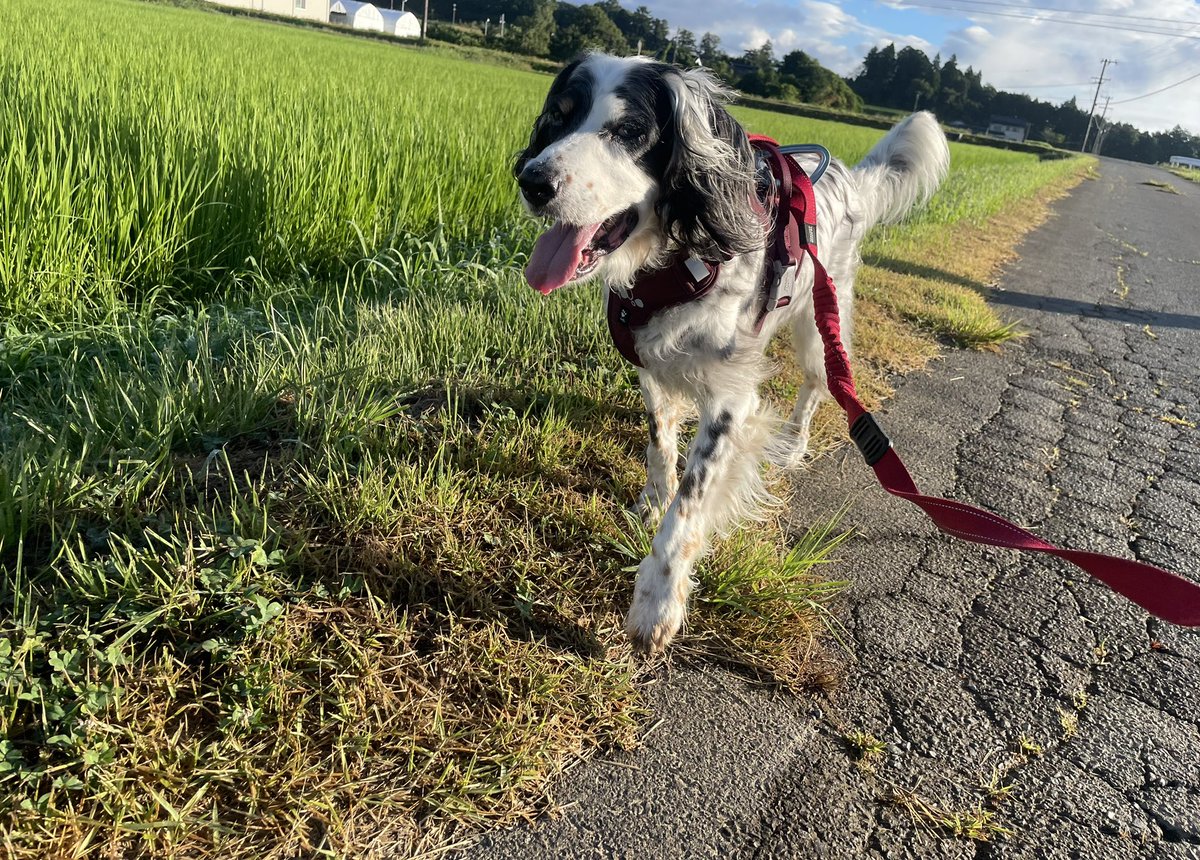 Ifoundpaw's tweet photo. クレ散歩
晴れました https://t.co/VJw57Nr3bi