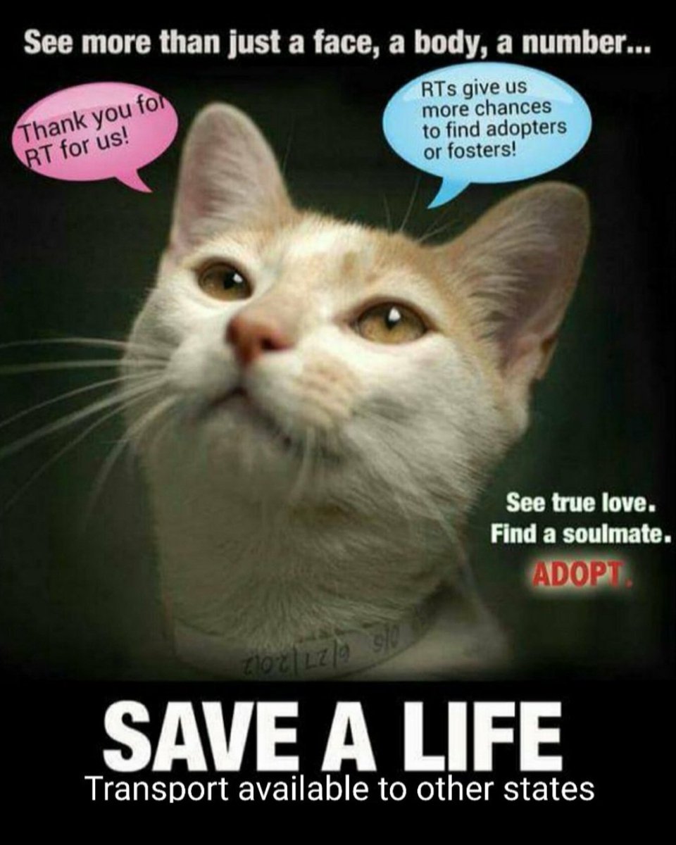 MeowMiya88's tweet photo. 📢🇺🇸🗽Please RT 
43 #NYC #cats #dogs need to be rescued by 12pm Thursday July 30⏳ 
🆘️EUTH AT RISK BECAUSE ABANDONED AND HOMELESS🆘️
Adoption/Foster/Transport inquiries 
Adopt@nycacc.org MLD1nycdogs@gmail.com Nycurgentcats@gmail.com Info@amsterdog.org 
https://t.co/CoGBeXMAXM https://t.co/Q2NpColo1O