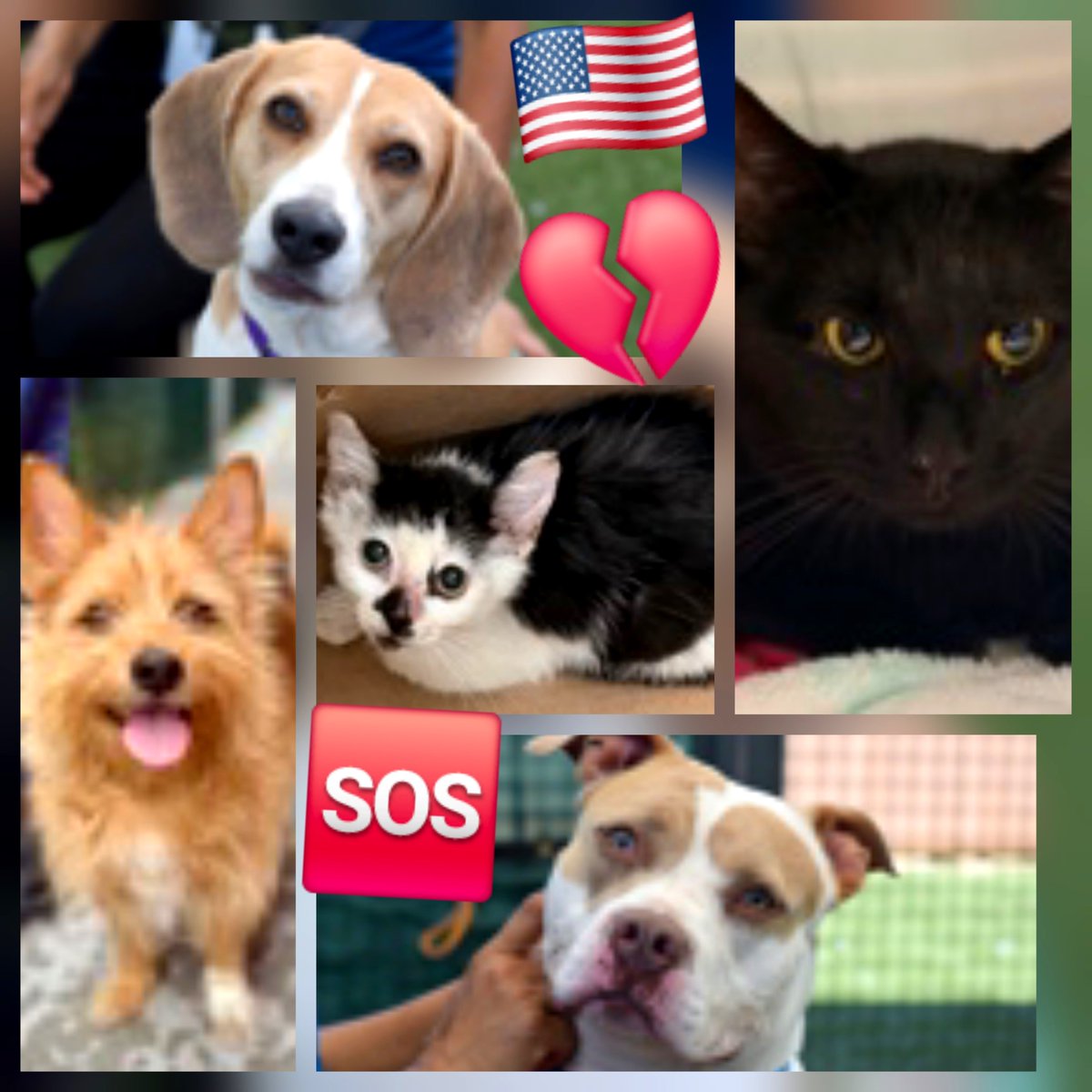 MeowMiya88's tweet photo. 📢🇺🇸🗽Please RT 
43 #NYC #cats #dogs need to be rescued by 12pm Thursday July 30⏳ 
🆘️EUTH AT RISK BECAUSE ABANDONED AND HOMELESS🆘️
Adoption/Foster/Transport inquiries 
Adopt@nycacc.org MLD1nycdogs@gmail.com Nycurgentcats@gmail.com Info@amsterdog.org 
https://t.co/CoGBeXMAXM https://t.co/Q2NpColo1O