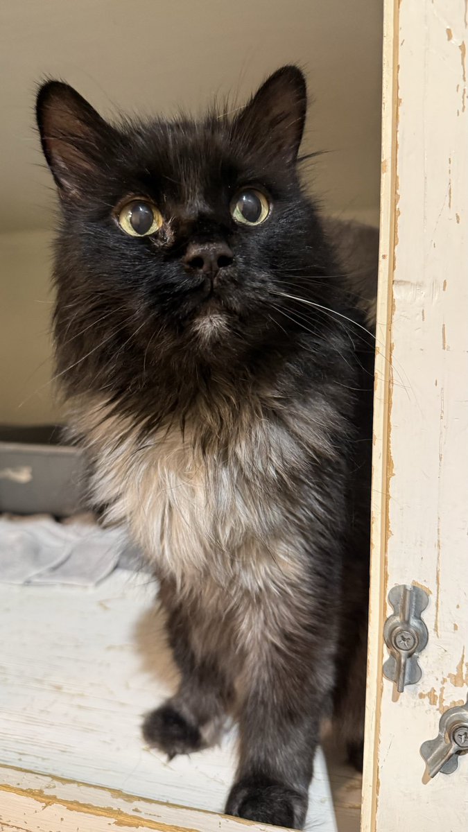 SAFEteamrescue's tweet photo. Hi Everyone!  It’s me Graham!  Did you happen to see my post yesterday?  I am the best boy and am looking for my very own foster/foster to adopt home!  Visit https://t.co/cNdqfAfFtm to apply to foster me 😺 Love Graham ❤️
#safeteamrescue #safeteamkitty #yeg #adoptdontshop https://t.co/EXZp1oBVhK