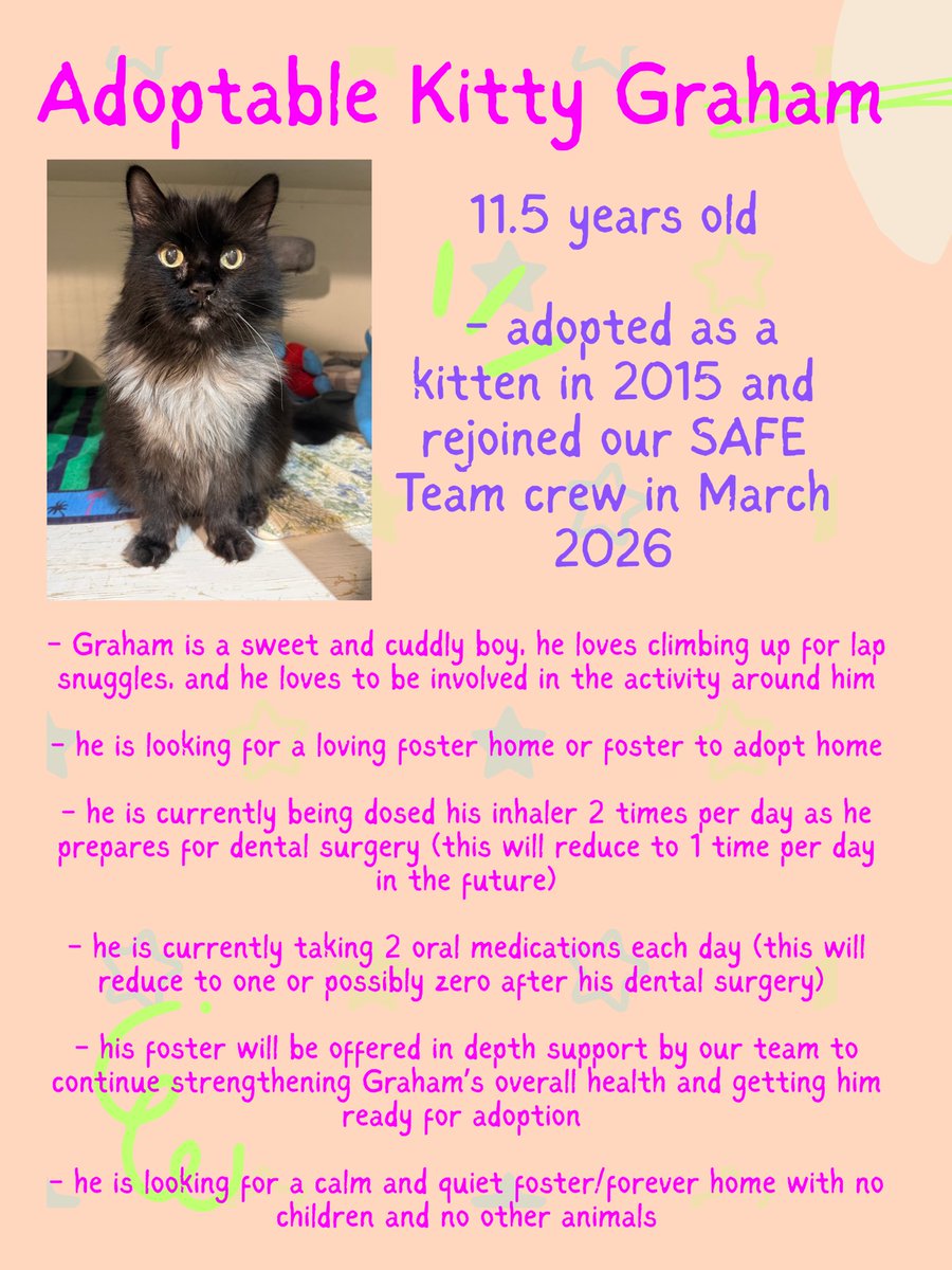 SAFEteamrescue's tweet photo. Hi Everyone!  It’s me Graham!  Did you happen to see my post yesterday?  I am the best boy and am looking for my very own foster/foster to adopt home!  Visit https://t.co/cNdqfAfFtm to apply to foster me 😺 Love Graham ❤️
#safeteamrescue #safeteamkitty #yeg #adoptdontshop https://t.co/EXZp1oBVhK