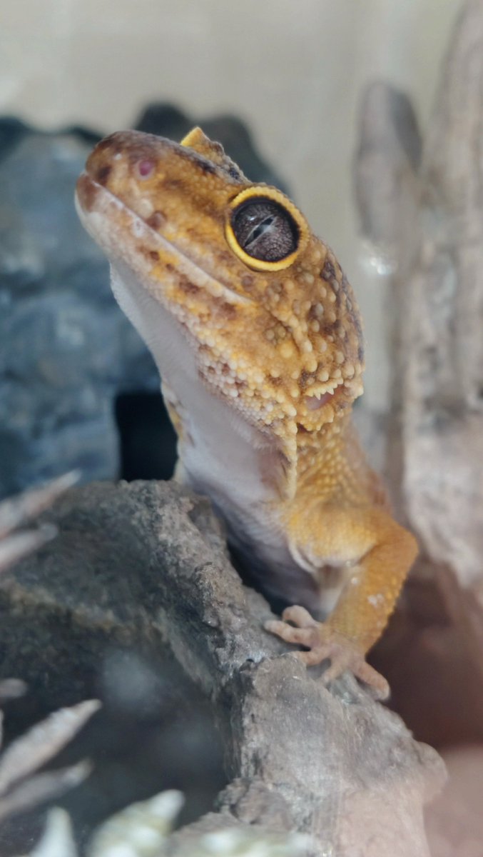 postonpos0119's tweet photo. 爬虫類でやっぱり一番飼育者数多いんかな https://t.co/sTbg3WiSJY