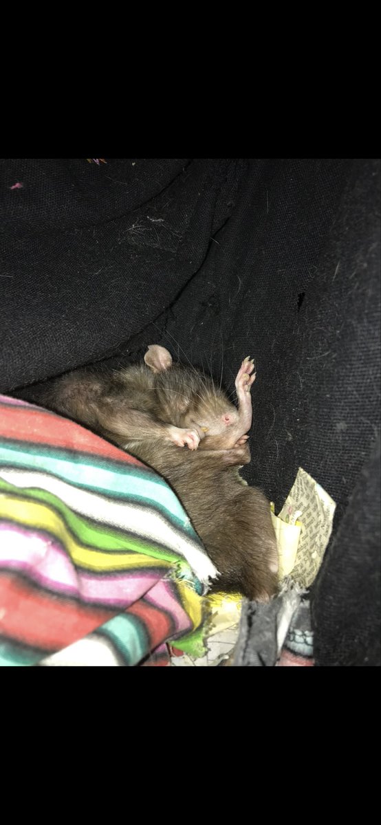 sammyyyyyyya's tweet photo. @OtraEmpanada Pirate 
P rat
P diddy
P squiggle 
Squiggle
Squig https://t.co/1qKT54Kd3O