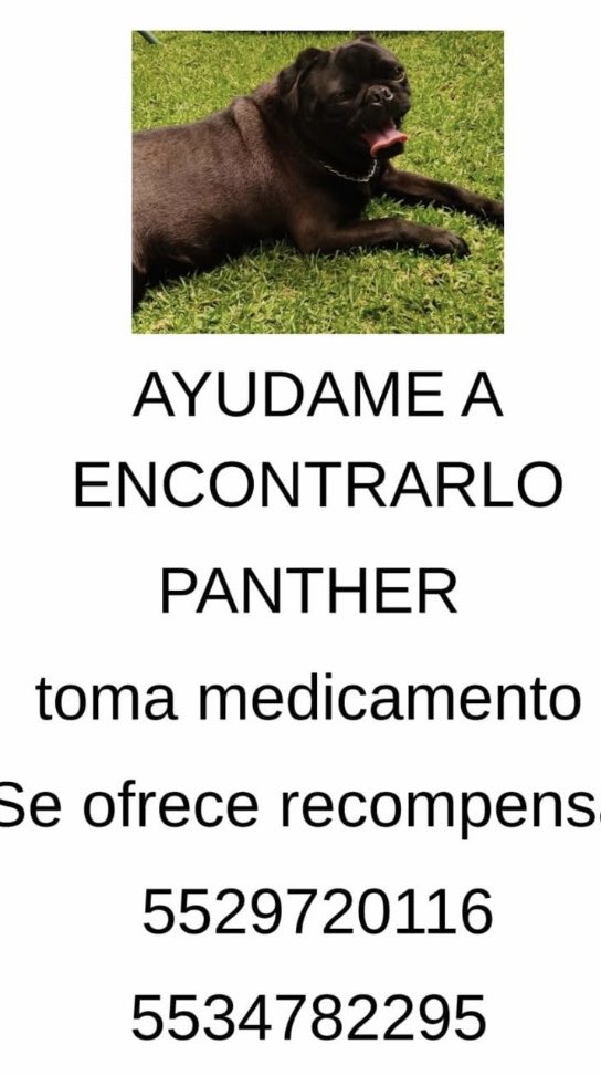 AlejandraVegaF5's tweet photo. Su familia lo busca‼️ https://t.co/XHkMhfgFKC