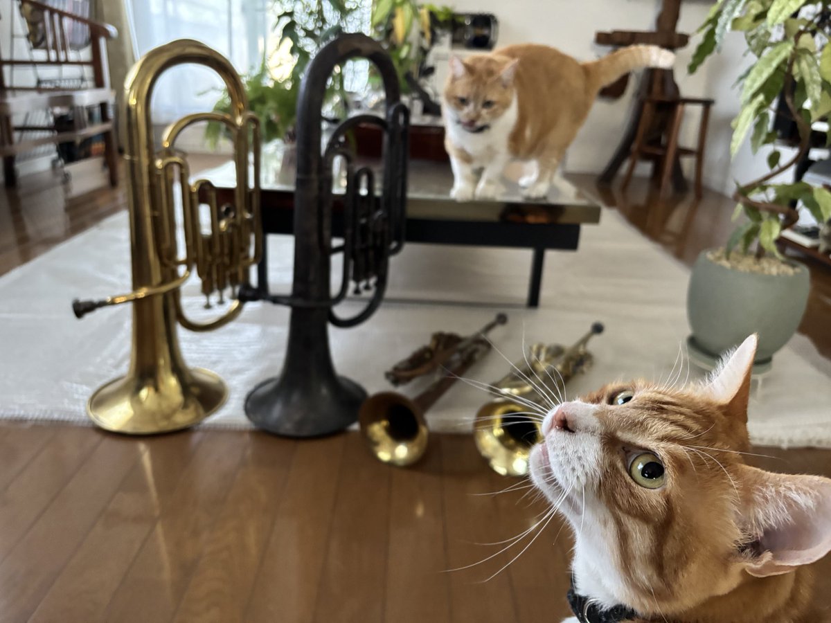 forest_bicycle's tweet photo. おはようございます
株式会社フォレストです😸

#東京都中学生吹奏楽コンクール

今日から開幕🎺
小学生の頃に楽器を教えた子供達が
ステージで音楽を奏でます
成長した音に出会えることが
指導者にとって何よりのご褒美です

今日は携帯オフにしますので
暫く反応ありませんが
宜しくお願いいたします https://t.co/qrvHDnzp0D