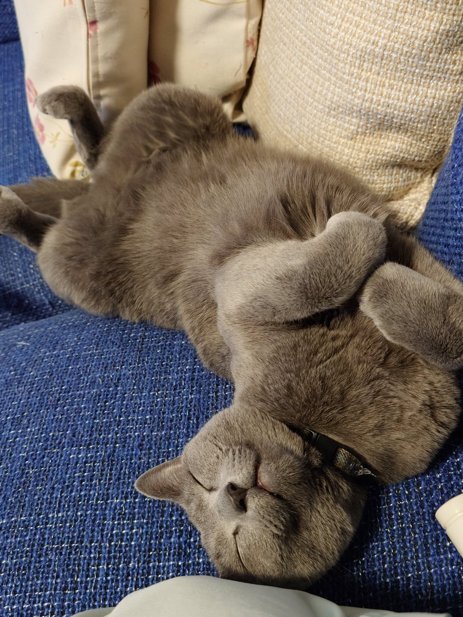 56jonjoe's tweet photo. #猫のいる暮らし https://t.co/3dVf17jiGx