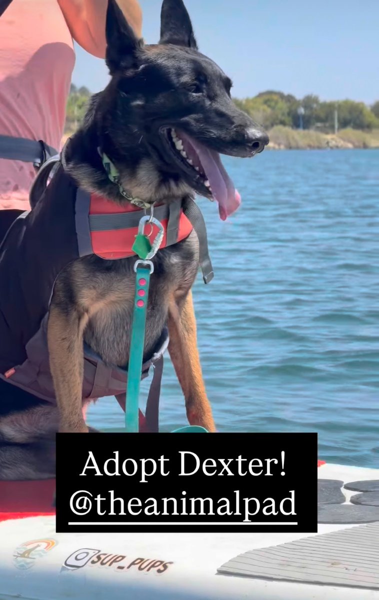 joey_tuccio's tweet photo. Remember the paralyzed German Shepherd that was dumped on Skid Row and had to fend for himself for days? This is him now!! https://t.co/oWVIsdnKtw
