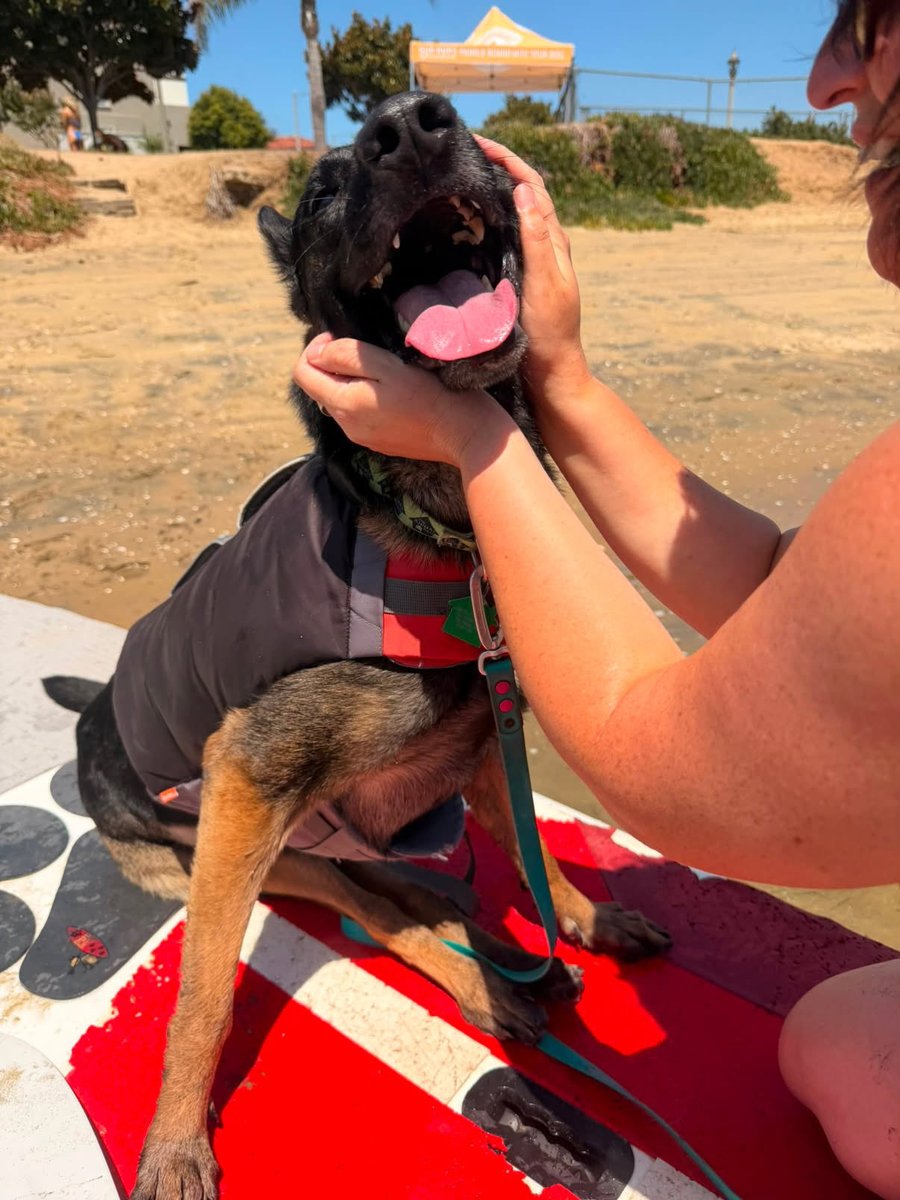 joey_tuccio's tweet photo. Remember the paralyzed German Shepherd that was dumped on Skid Row and had to fend for himself for days? This is him now!! https://t.co/oWVIsdnKtw