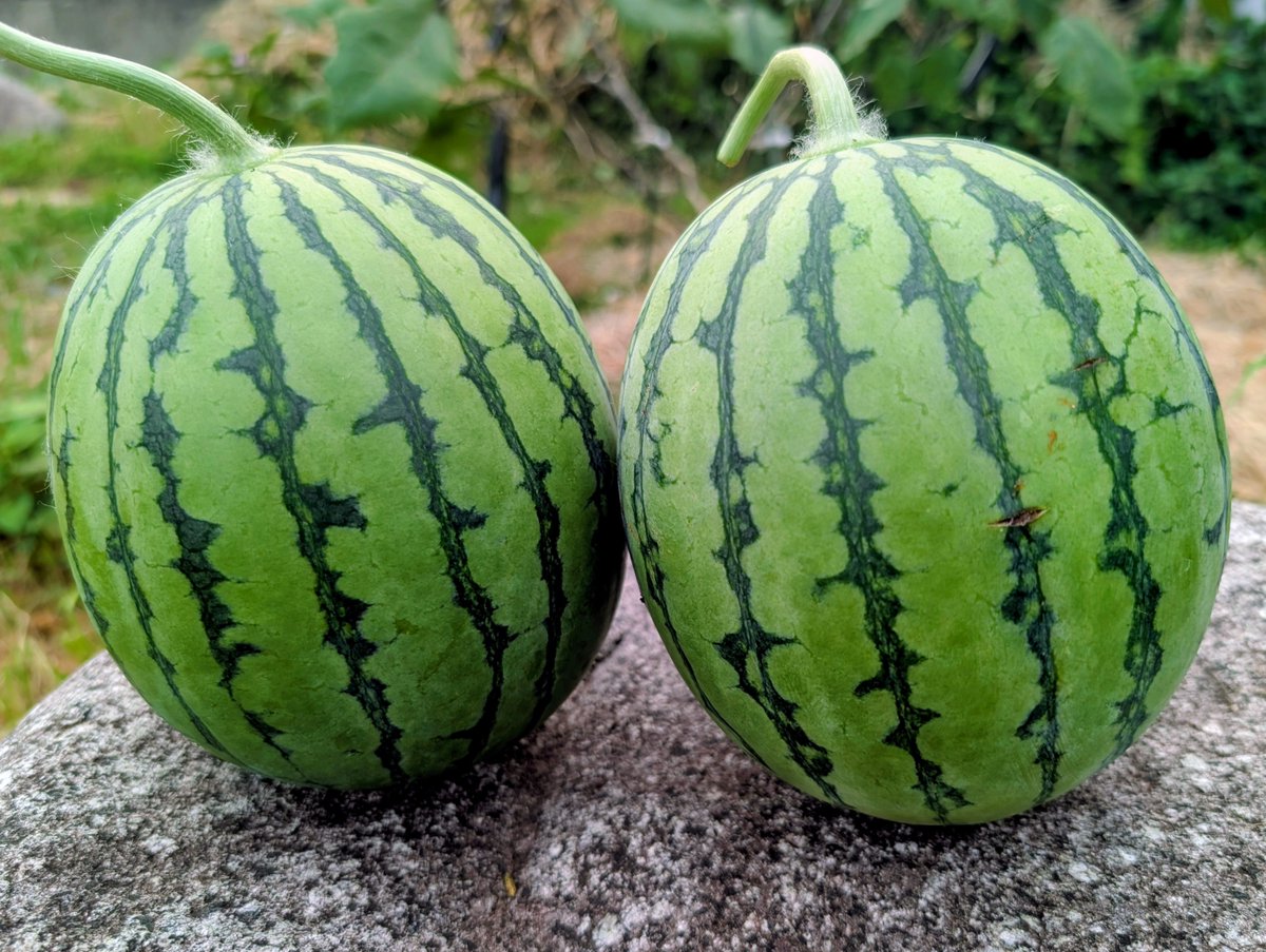 AishiteM's tweet photo. 🍉ガーン１玉割れた💧
熱帯夜が続くせいで収穫期が全く分かんない・・見た目、手触り、打音で判断だ✊
※巻きヅルの枯れ具合は全く考慮できない今夏です💧
#家庭菜園
小玉スイカ『ひとりじめナノ』
😊先日、早めに収穫したのはしっかり熟れてた♪ https://t.co/eOdVisfv1h