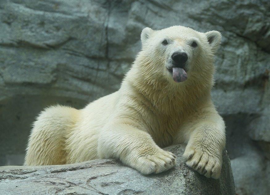 a9AUyw0nUeEqz8h's tweet photo. 2026.7.28 モモ太
舌👅
 ＃モモ太 ＃ホッキョクグマ #男鹿水族館 https://t.co/cP1pJkarQi
