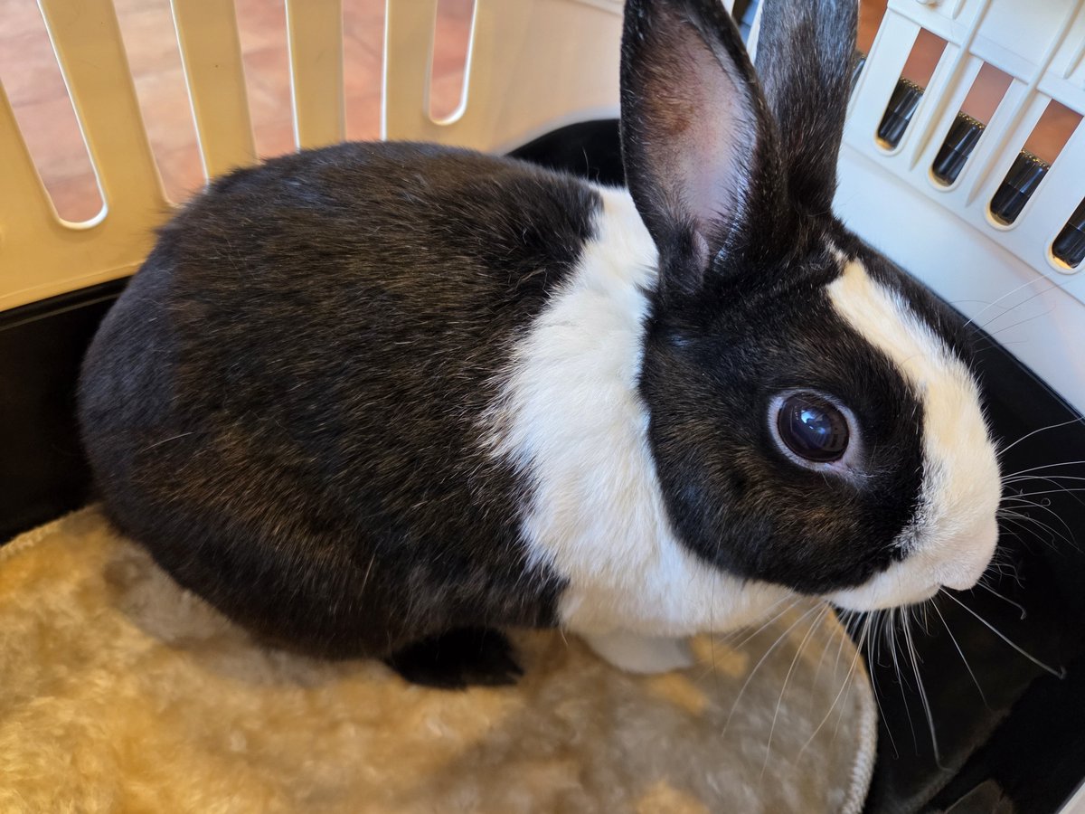 rabbit_panda_05's tweet photo. パンダさんの独り言

キャリーケースに入れられたら
耳ピン・目がぱっちりになるよ
病院嫌い https://t.co/JLkdDmZlgI