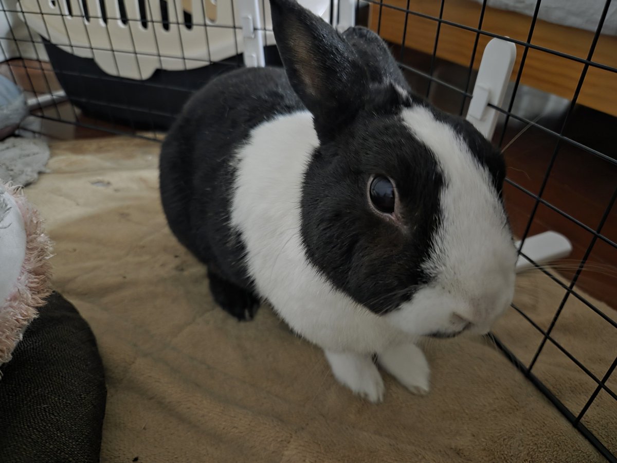 rabbit_panda_05's tweet photo. 動き出すパンダさん🐇
#うさぎ #パンダ https://t.co/WgJPZdRYZy
