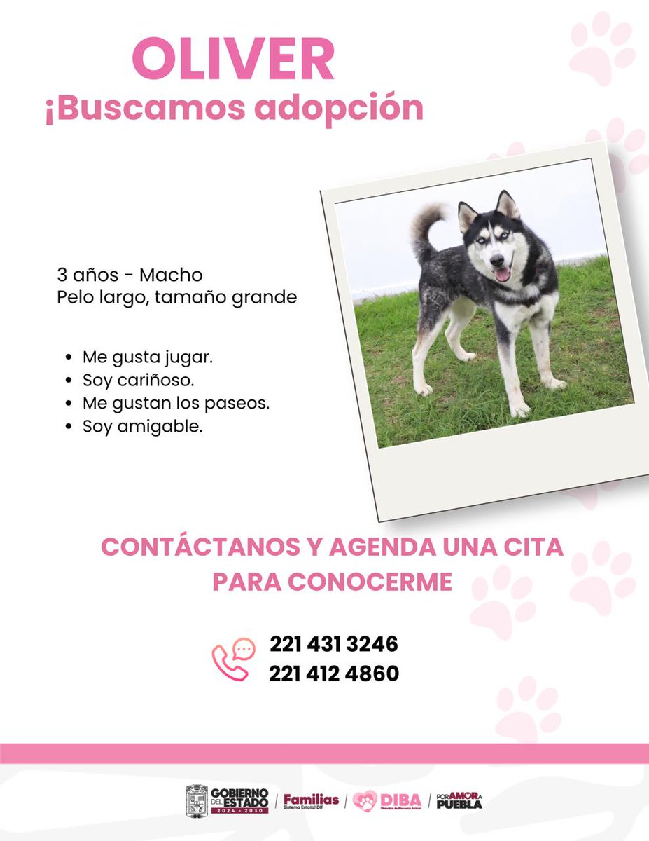 DIBAGobPue's tweet photo. Oliver sueña con una familia que disfrute paseos, juegos y muchos momentos felices junto a él. 🐶✨

Se encuentra bajo resguardo de la Dirección de Bienestar Animal del @DIFGobPue y listo para encontrar un hogar lleno de amor.

¿Te animas a conocerlo? 💛

#PorAmorAPuebla https://t.co/DFRXHh4HYy