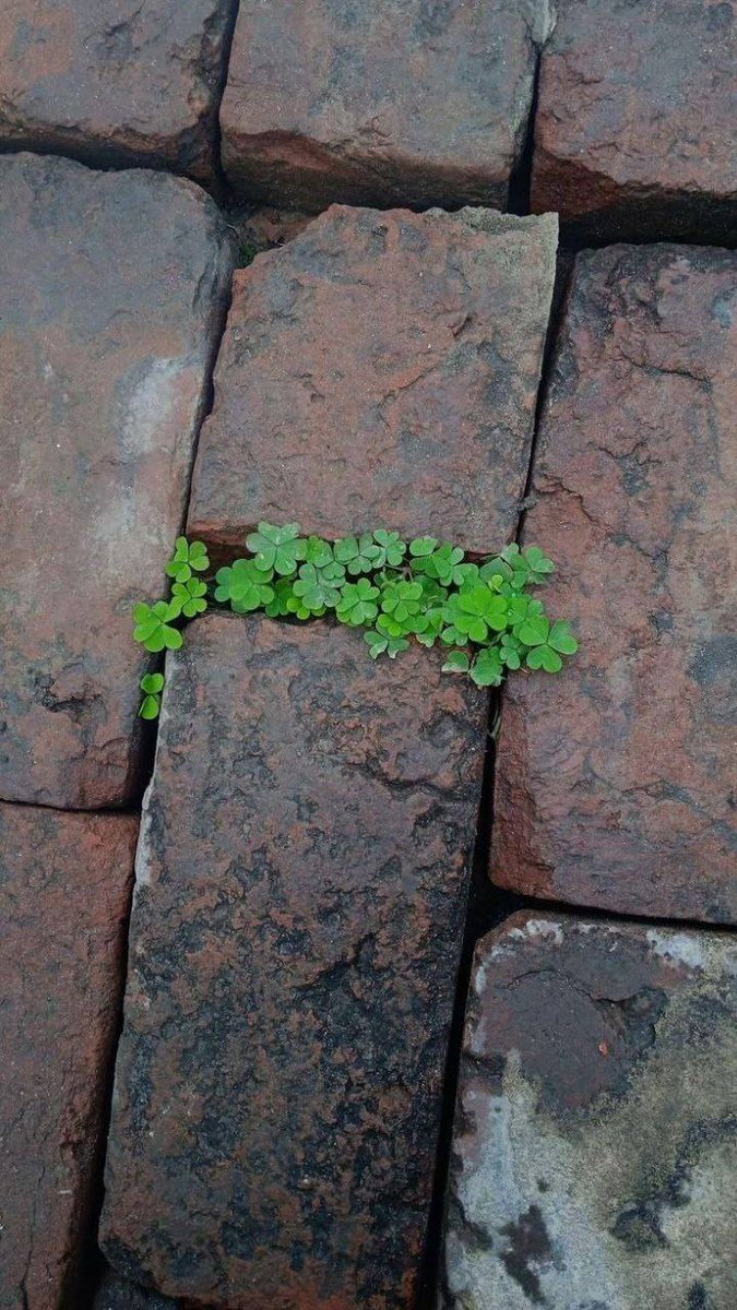 chimeh34043's tweet photo. خدایا سبز کن
جوانه‌های آرزوهایمان را ...🌱 https://t.co/B9qlTJWqfI