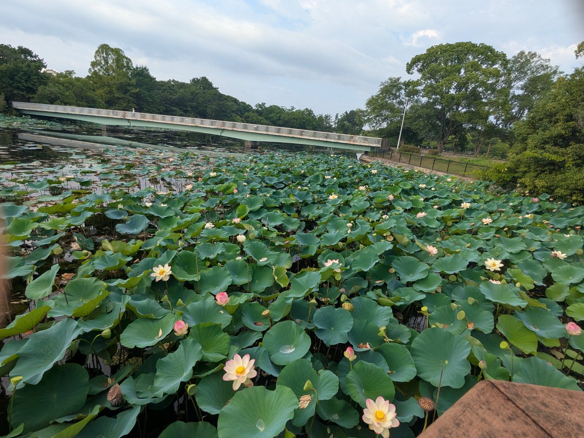 fuuhamakumi's tweet photo. 早起きして服部緑地公園に蓮の花見に来た😊
清々しき https://t.co/H9qRHQBMlq