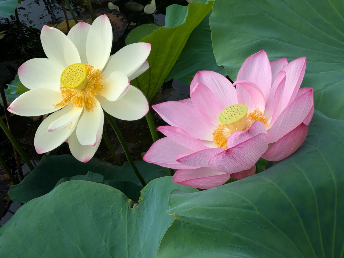 fuuhamakumi's tweet photo. 早起きして服部緑地公園に蓮の花見に来た😊
清々しき https://t.co/H9qRHQBMlq