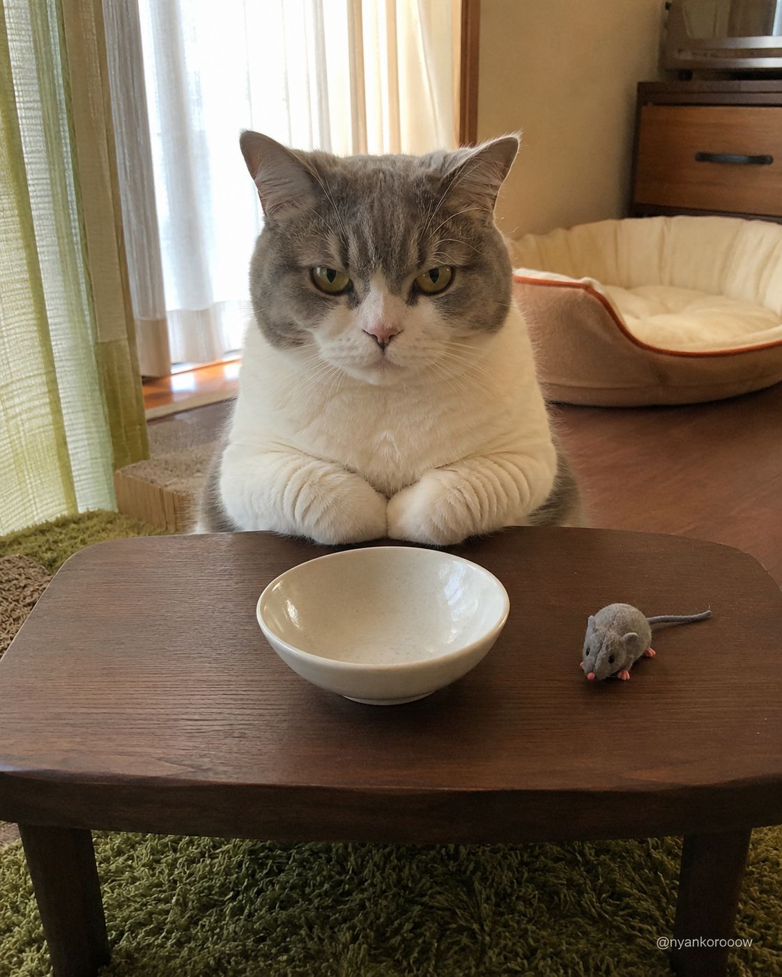 にゃん太郎｜猫画像｜Funny Cats on X: 