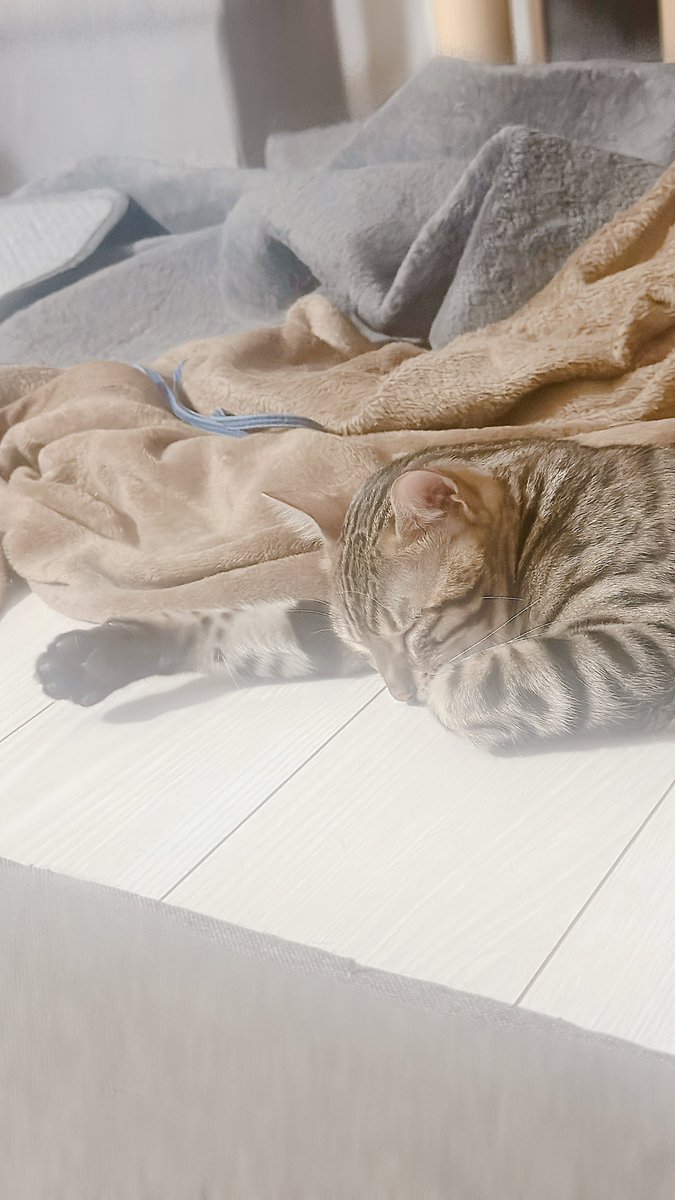 kuisinbody's tweet photo. 朝ごはん食べて、存分に遊び尽くしてからのすやすやタイム꜀(  ꜆-ࡇ-)꜆zzZ
 #睡曜日 https://t.co/nQP6ofvhbi