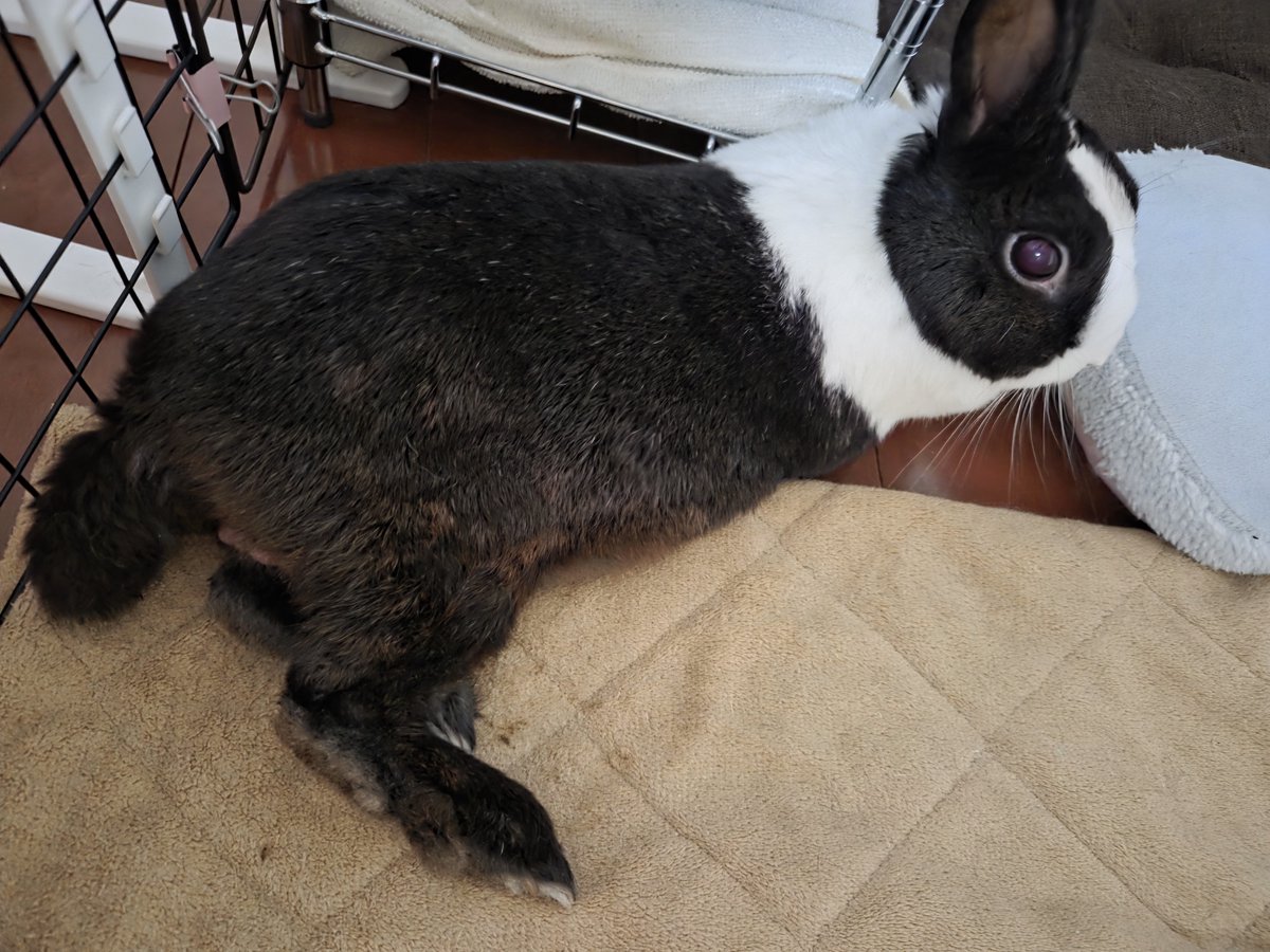 rabbit_panda_05's tweet photo. うさぎ・ガジェット関連のブログやってます🐰
ぜひチェックしてみてね🐇

https://t.co/a0ysvj8Abo https://t.co/Rs1hRGdgQH