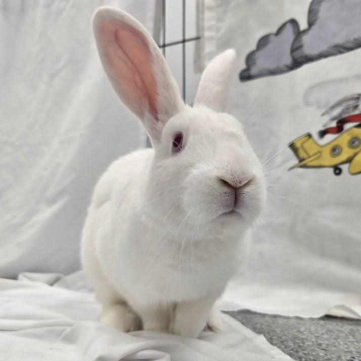RabbitNetwork tweet picture