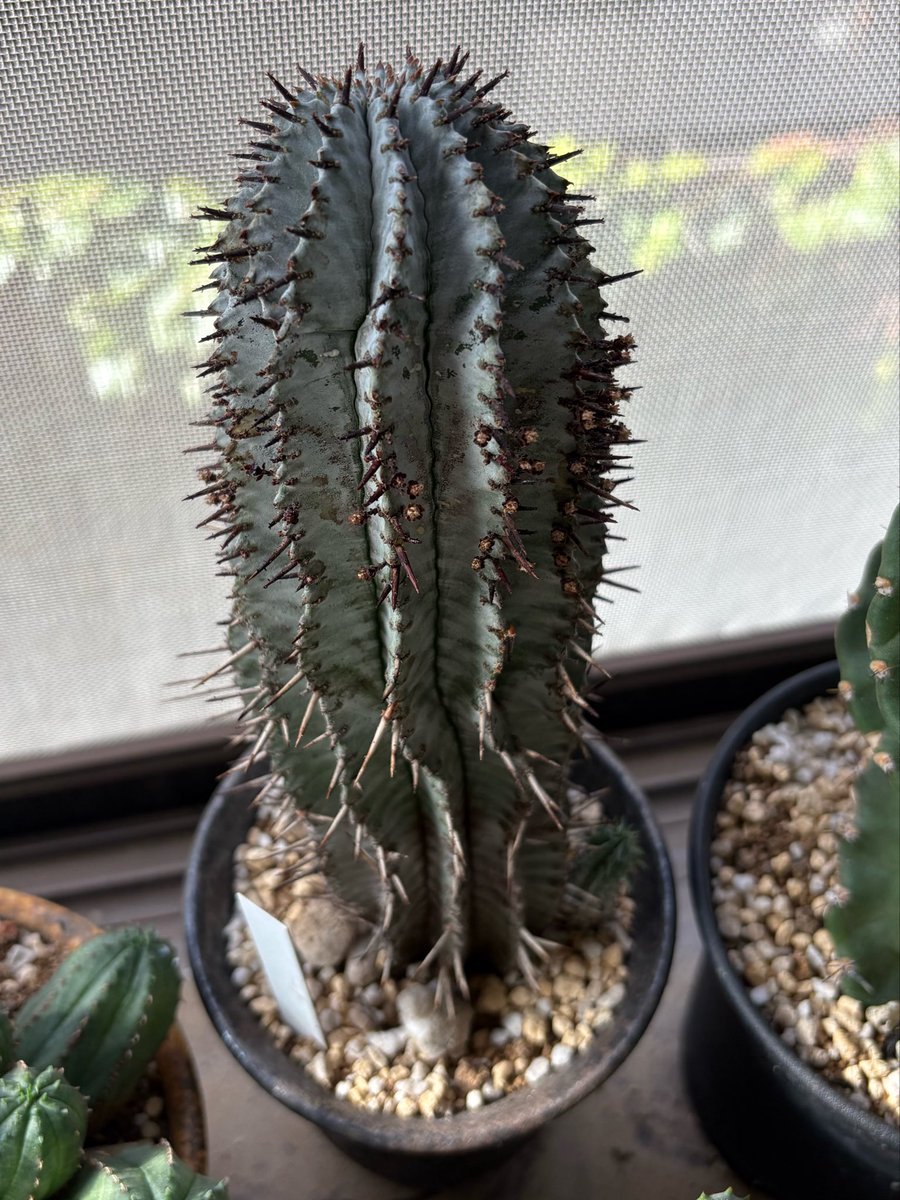 b_abun_d's tweet photo. おはようございます🤩

7/29 🌵？

ぱっと見サボテンだけど何か違う…でお馴染みのユーフォルビア・ゼブラホリダ✨

いつの間にか子株が立派に🥹
暑さに負けず元気そうでよかったです〜

本日もよろしくお願いいたします🙌

#企業公式夏のフォロー祭り
#企業公式相互フォロー
#公式多肉部 https://t.co/5AnWSe4KhG