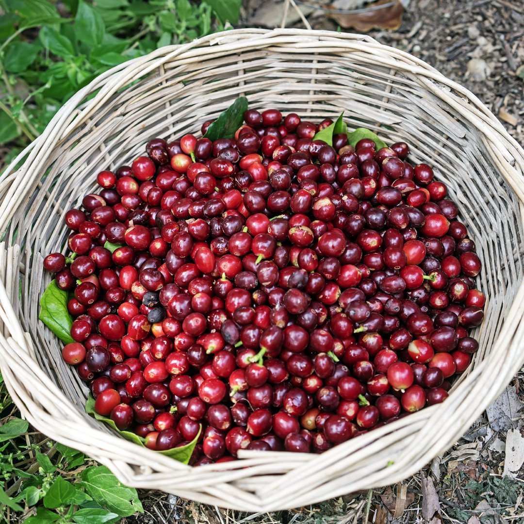 etginlik's tweet photo. Yaşar Dağtekin, 20 yıldır Antalya'da kahve fidesi yetiştirmek için çabalıyor.

"Türk kahvesini Türk toprağında yetiştirme hayalim vardı. Gerçekleştirdim." https://t.co/MIq3WsSl0Z