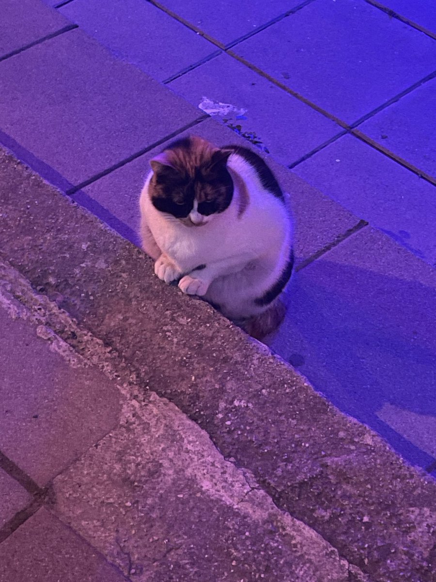 benimmbeeeen's tweet photo. Mesela tırnaklarına yeni oje sürmüs kurumasını bekleyen bir kedy 💅🏻 https://t.co/dqRKF2kip1