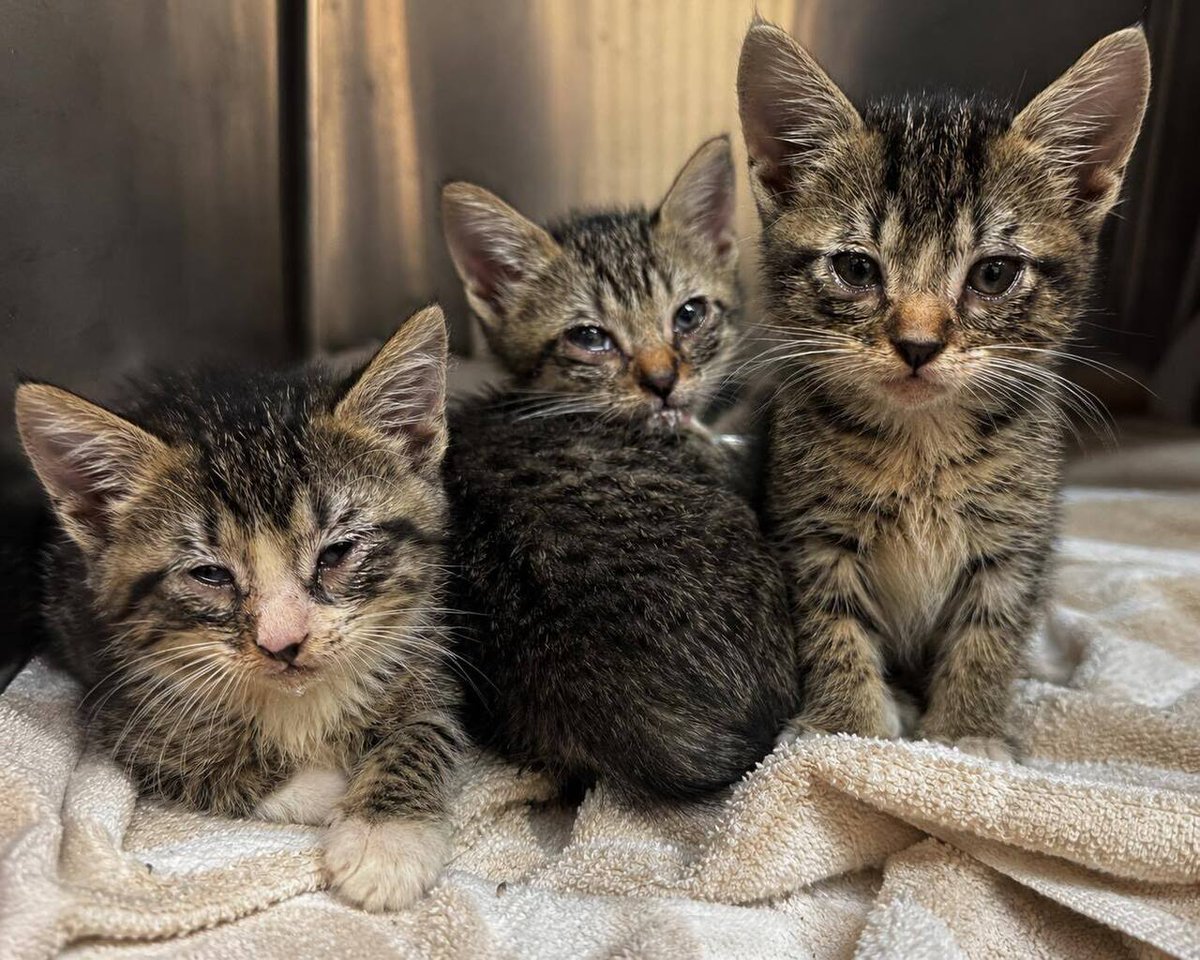 cobbkitties's tweet photo. ‼️ RESCUE AND PLEDGES NEEDED ‼️ THREE SICK TABBY BABIES ‼️ 

Goal for licensed rescue $450

NAME: 
RESCUE ONLY: yes
COMBO STATUS: too young
AGE: 6 weeks
FIXED: no
STRAY: 
ID: 20907, 20920-21
CAGE: 655
IN SHELTER SINCE: 7/18/26

If you can help, please ca… https://t.co/BJLJ15yQaN https://t.co/dDpTkOvOWw
