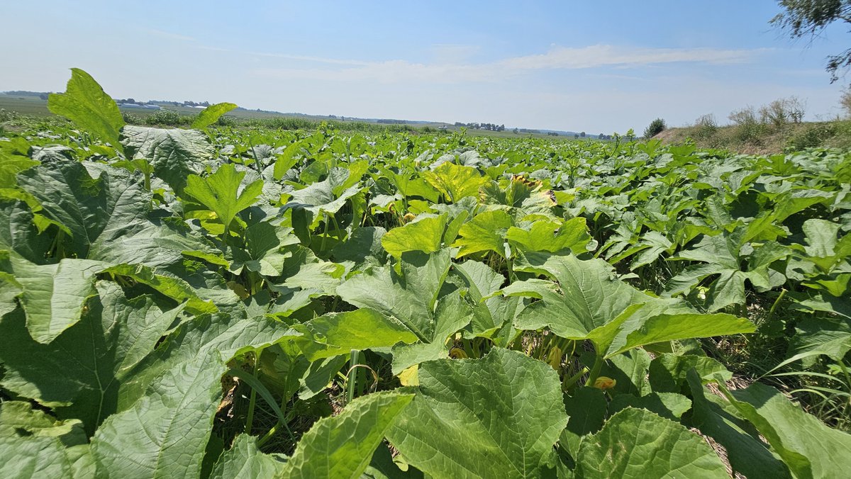 chrisleefish's tweet photo. Our pumpkins are responding well to our foliar program. Photos Jun 6 through today. Corn and soybeans looking good to. We have been applying fermented 28% UAN with the @TeraGanix system. @Pat48112869 #fertilizer #nutrients #conservation #agriculture https://t.co/kxsbq8WRRr