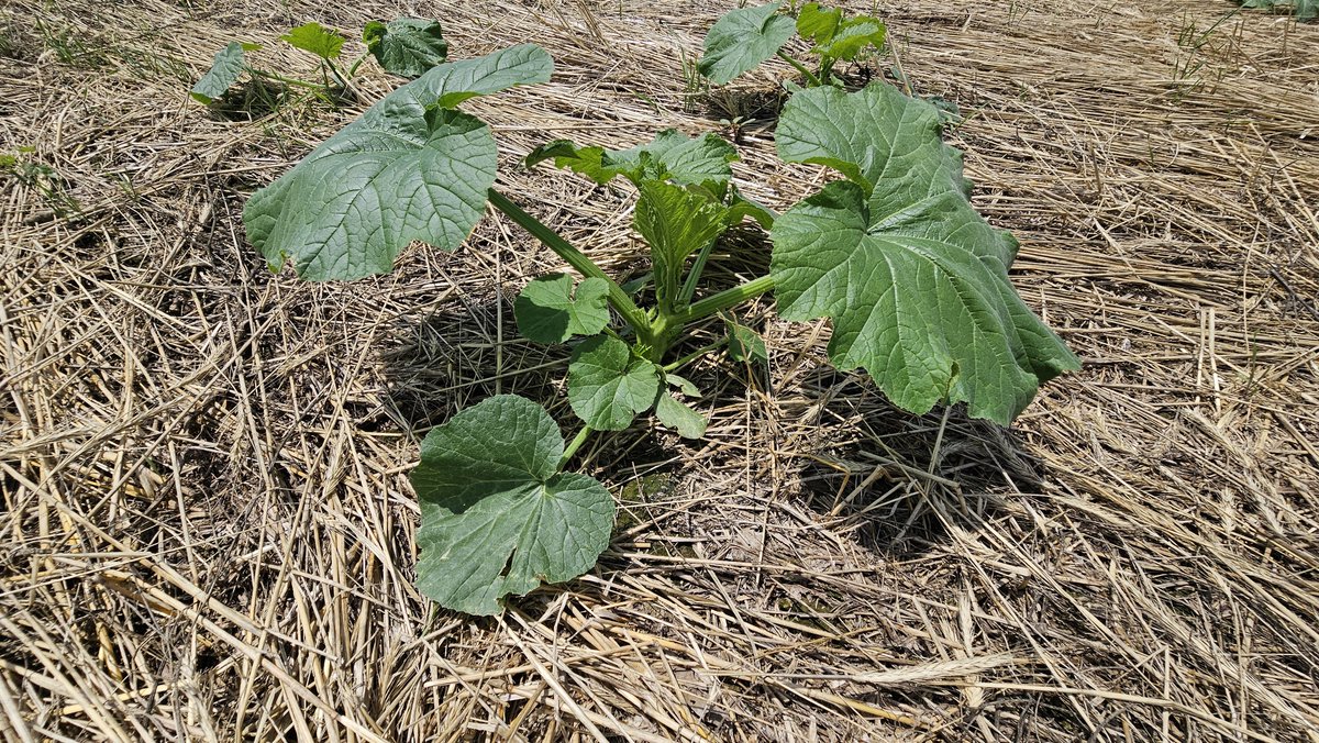 chrisleefish's tweet photo. Our pumpkins are responding well to our foliar program. Photos Jun 6 through today. Corn and soybeans looking good to. We have been applying fermented 28% UAN with the @TeraGanix system. @Pat48112869 #fertilizer #nutrients #conservation #agriculture https://t.co/kxsbq8WRRr