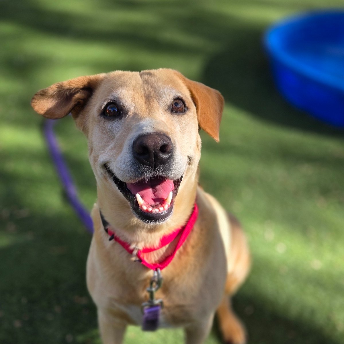 animalfndlv's tweet photo. Okay, so you just saw a photo of Stella Rose…why are you still sitting down? Come meet this incredible dog right now!

🎂 6 years old
📏 Short lil legs
🏊 Loves the pool
🤪 Silly &amp; affectionate

Foster or adopt her today!

ID# A1421905 https://t.co/wkAhKVCx4J