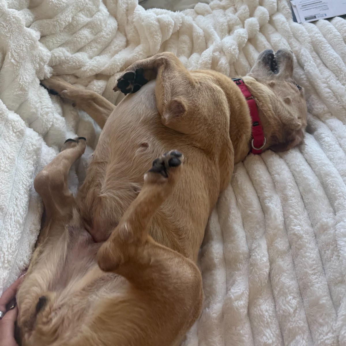 animalfndlv's tweet photo. Okay, so you just saw a photo of Stella Rose…why are you still sitting down? Come meet this incredible dog right now!

🎂 6 years old
📏 Short lil legs
🏊 Loves the pool
🤪 Silly &amp; affectionate

Foster or adopt her today!

ID# A1421905 https://t.co/wkAhKVCx4J